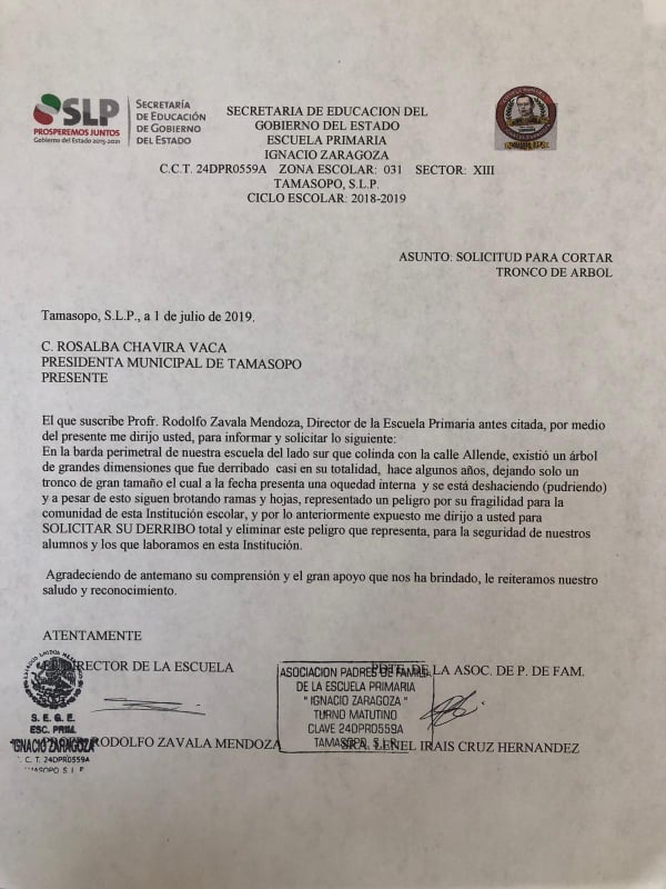 Árbol derribado en la Escuela Ignacio Zaragoza representaba un peligro para  los transeúntes – Cadena Tres SLP