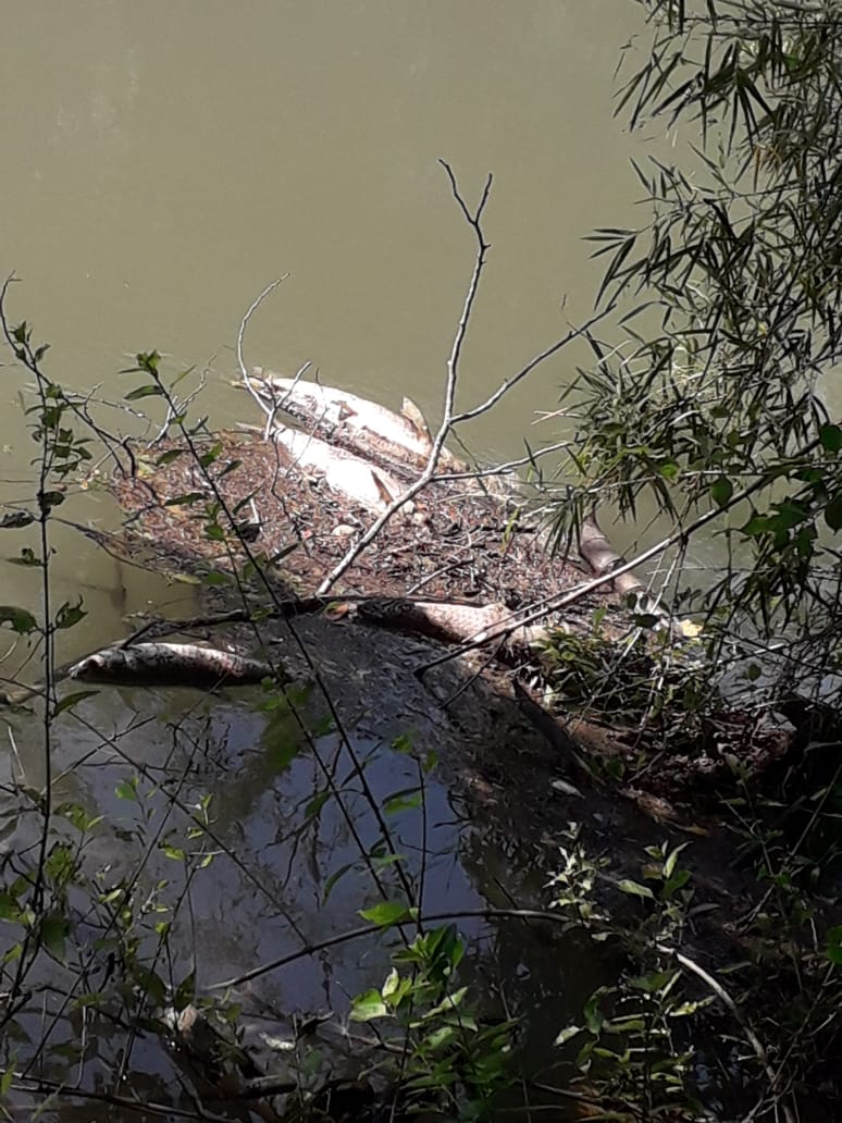 Contaminan el río Coy; pobladores hacen llamado a las autoridades Contaminan el río Coy; pobladores hacen llamado a las autoridades