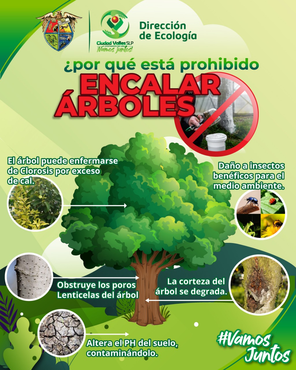 RECOMIENDA ECOLOGÍA NO ENCALAR ÁRBOLES RECOMIENDA ECOLOGÍA NO ENCALAR ÁRBOLES