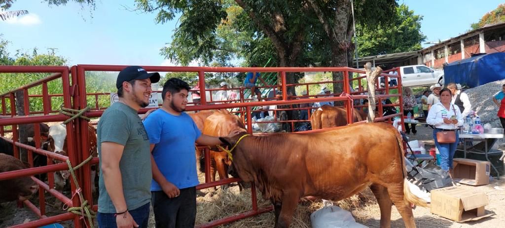 GOBIERNO DEL CAMBIO IMPULSA MEJORA GENÉTICA DEL HATO GANADERO EN XILITLA