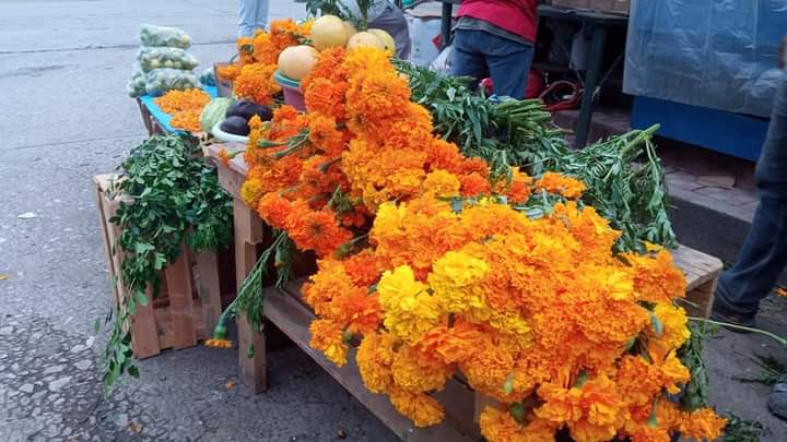 Llega la flor de cempasúchil al mercado…