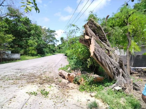 PC derrumba árbol que representaba un peligro