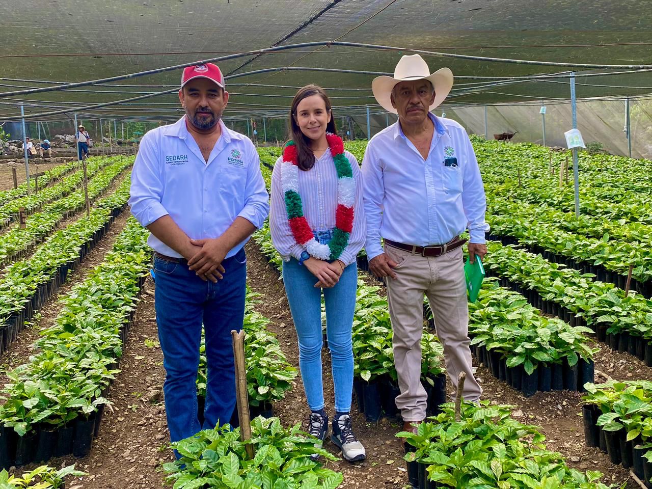 CON APOYO ESTATAL DESPEGA PRODUCCIÓN DE CAFÉ EN SAN LUIS POTOSÍ CON APOYO ESTATAL DESPEGA PRODUCCIÓN DE CAFÉ EN SAN LUIS POTOSÍ