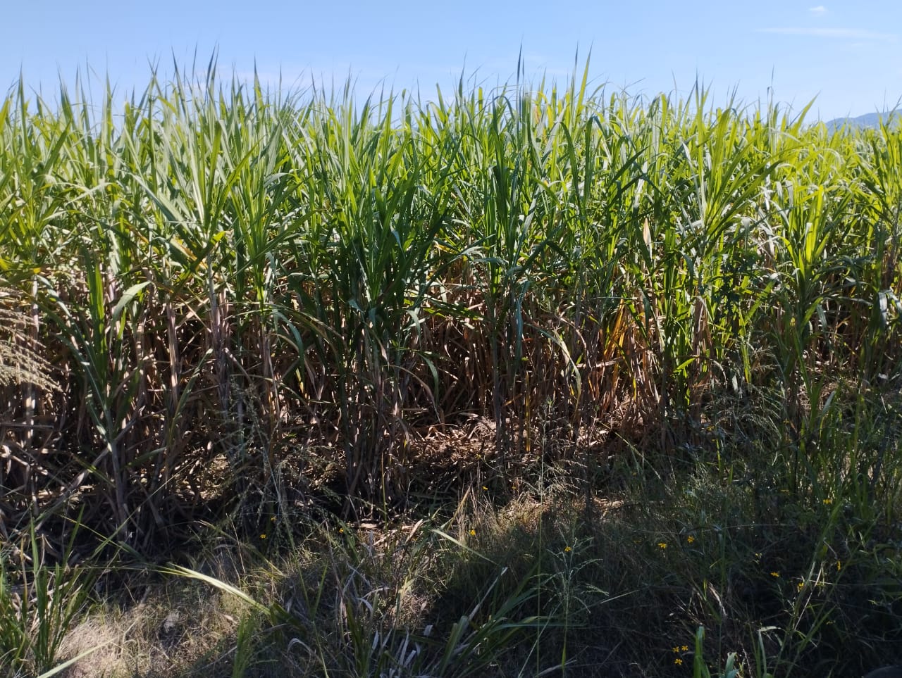 PASADAS LLUVIAS PODRÍAN SALVAR EN UN 30% LOS CULTIVOS DE CAÑA