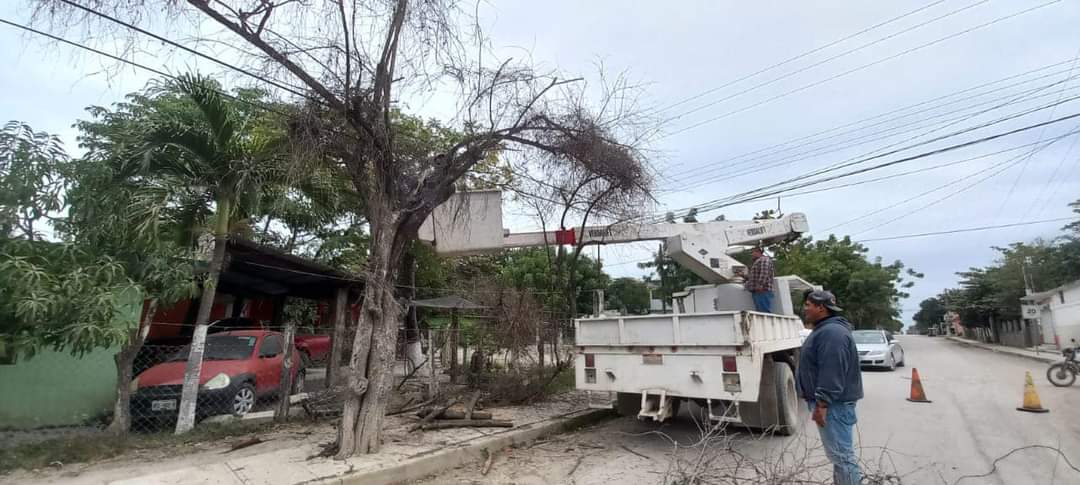 Obras Públicas realiza la poda de árboles en riesgo de caer