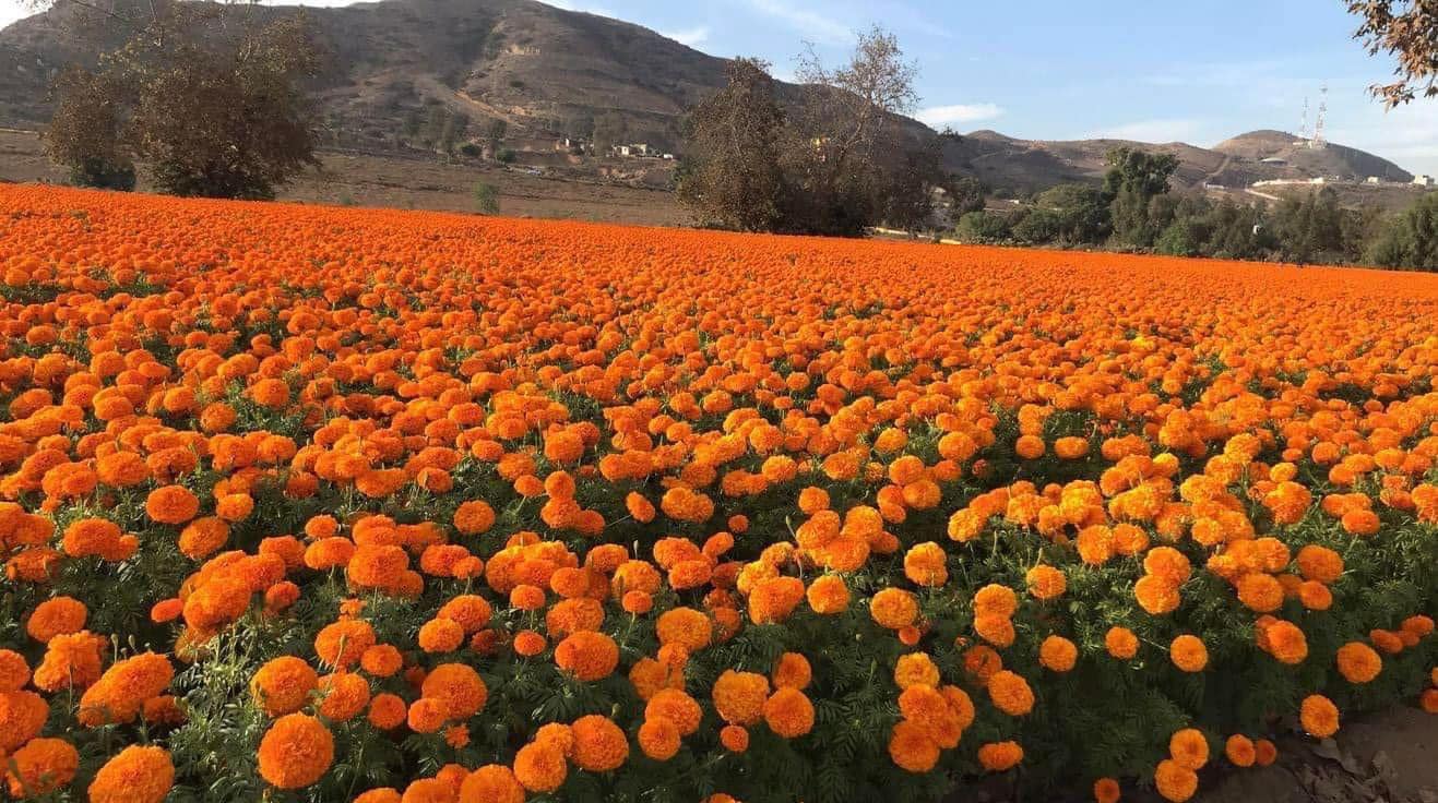 Incrementará un 70 a 80% la siembra de flor de cempasúchil a comparación del año anterior.