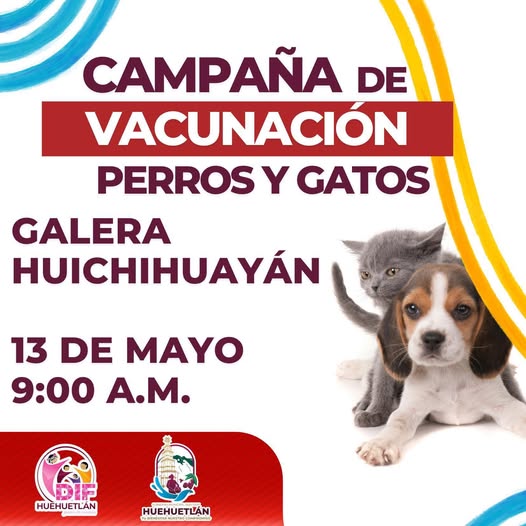 Ayuntamiento Invita a Campaña Gratuita de Vacunación para Perros y Gatos Ayuntamiento Invita a Campaña Gratuita de Vacunación para Perros y Gatos