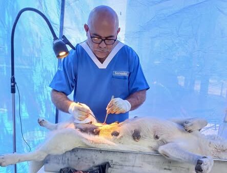 Buena respuesta en jornada de esterilización y vacunación antirrábica en Santa María Buena respuesta en jornada de esterilización y vacunación antirrábica en Santa María