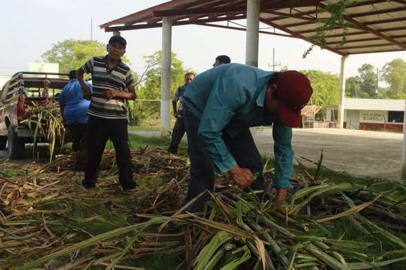 En Tanlajas impulsaran la producción de piloncillo con variedades de caña más resistentes En Tanlajas impulsaran la producción de piloncillo con variedades de caña más resistentes
