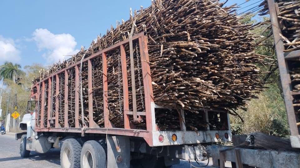 Zafra 2025-2026 iniciaría oficialmente el 11 de diciembre